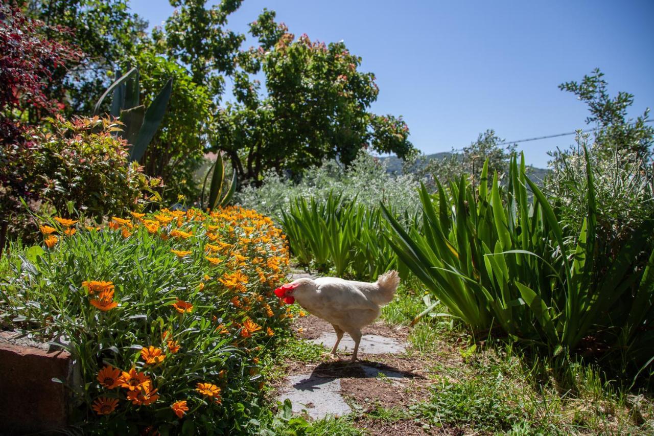 Pietrantica - Affittacamere Con Giardino Nuova Apertura A Trebiano -Citr Kültér fotó